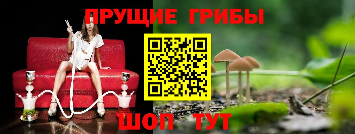 Псилоцибиновые грибы Psilocybe Балашов